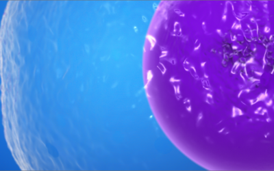 Generation of chimeric antigen receptor T cells targeting p95HER2 in solid tumors